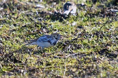 Lapland Longspurs