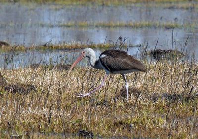 White Ibis