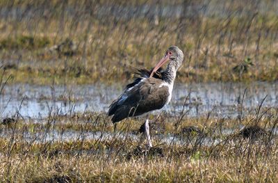 White Ibis