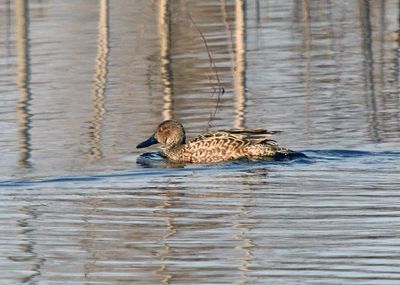 Cinnamon Teal (basic plumaged male)