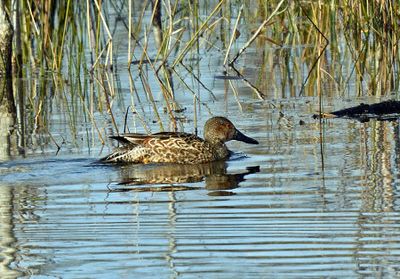 Cinnamon Teal (basic plumaged male)