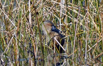 Cinnamon Teal (basic plumaged male)