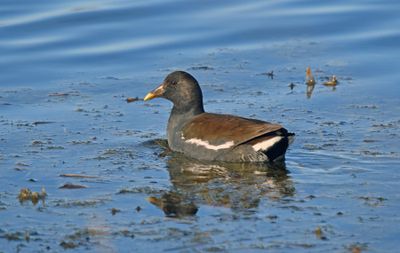 Common Gallinule