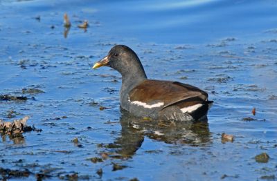 Common Gallinule