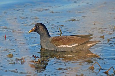 Gallinules