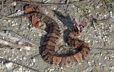 Pit Vipers