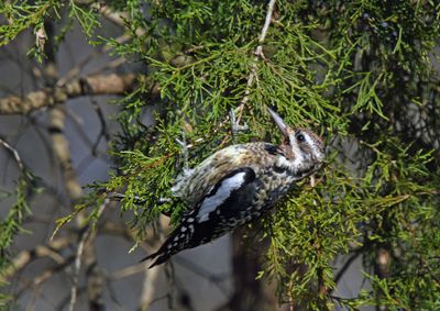 Yellow-bellied Sapsucker