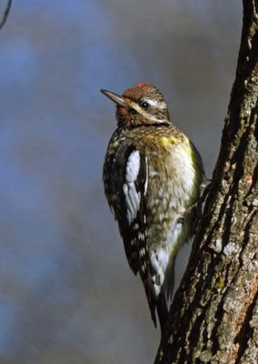 Yellow-bellied Sapsucker
