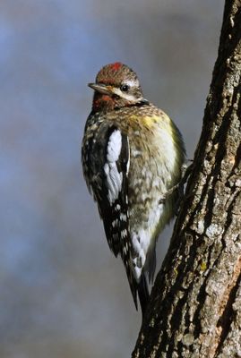 Yellow-bellied Sapsucker