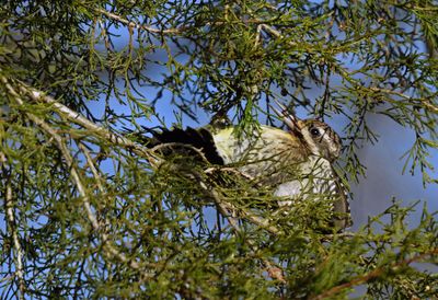 Yellow-bellied Sapsucker