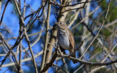 Hermit Thrush
