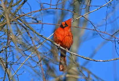 Northern Cardinal