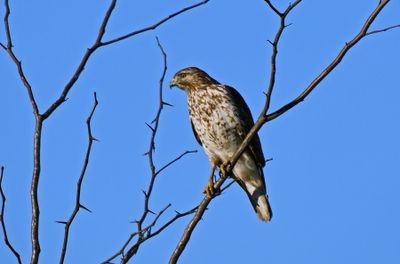 Red-shouldered Hawk