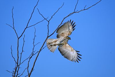 Red-shouldered Hawk