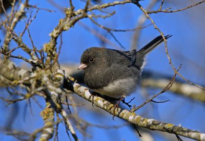 Dark-eyed Junco