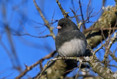 Dark-eyed Junco