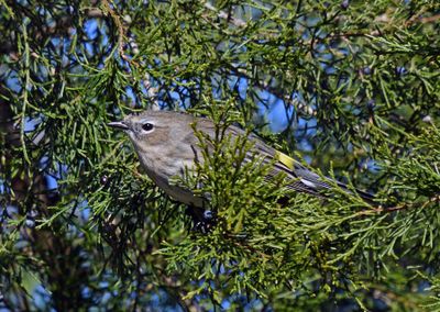 Yellow-rumped Warbler