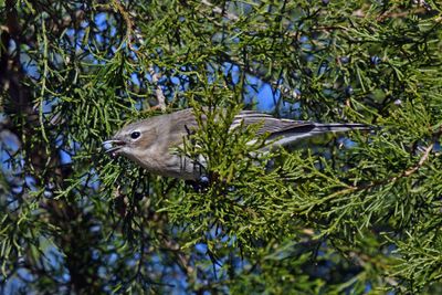 Yellow-rumped Warbler