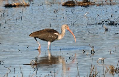 White Ibis (winter)