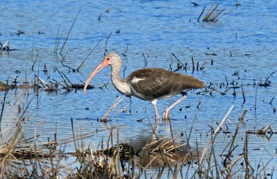 White Ibis (winter)
