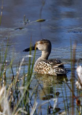 Cinnamon Teal (basic plumaged male)