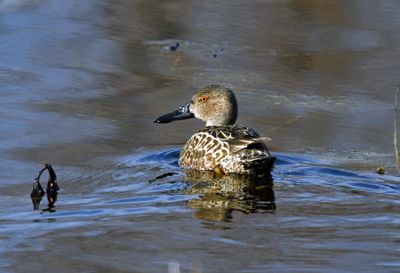 Cinnamon Teal (basic plumaged male)