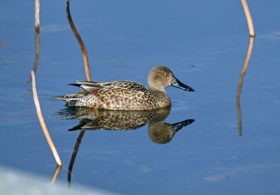 Cinnamon Teal (basic plumaged male)
