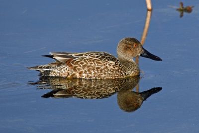 Cinnamon Teal (basic plumaged male)