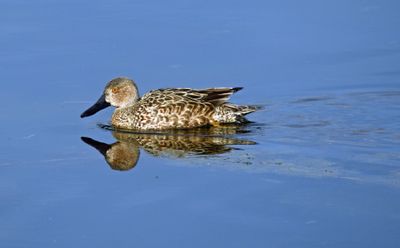 Cinnamon Teal (basic plumaged male)