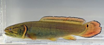 Bowfin