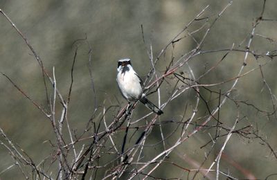 Loggerhead Shrike
