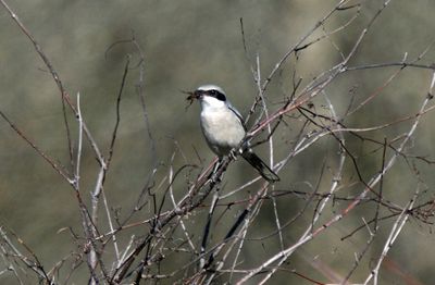 Loggerhead Shrike