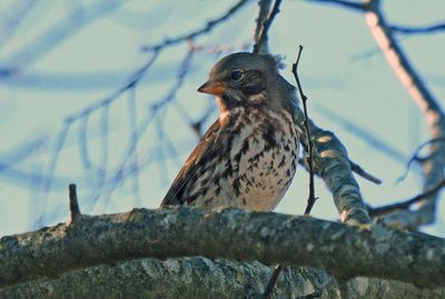 Fox Sparrow