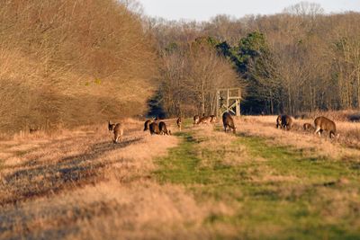 White-tailed Deer