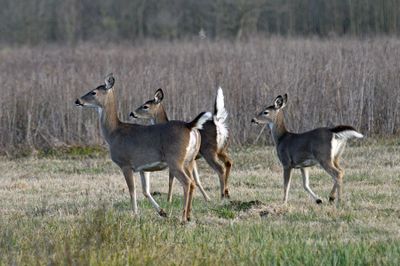 White-tailed Deer