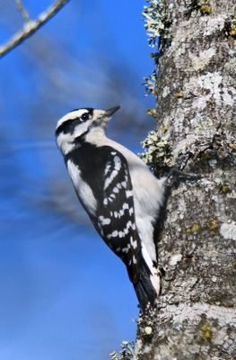 Downy Woodpecker