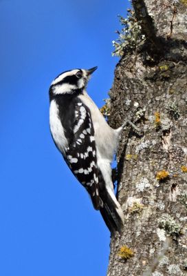 Downy Woodpecker
