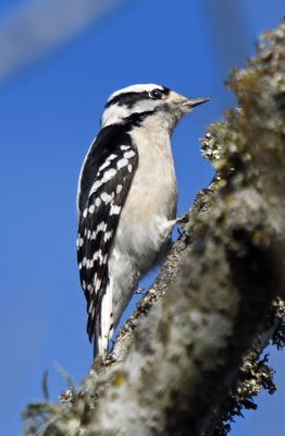 Downy Woodpecker