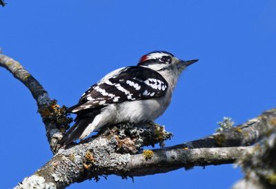 Kingfishers & Woodpeckers