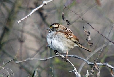White-throated Sparrow