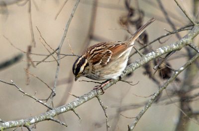 White-throated Sparrow