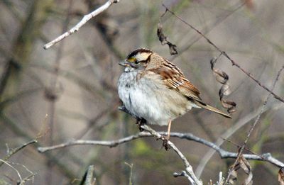 White-throated Sparrow