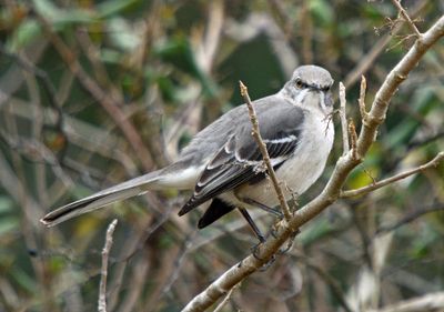Gnatcatchers through Waxwings