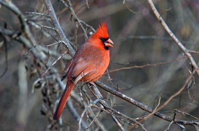 Northern Cardinal