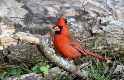 Northern Cardinal