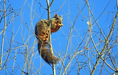 Fox Squirrel