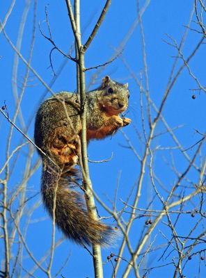Fox Squirrel