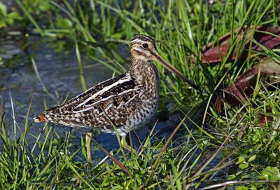 Wilson's Snipe
