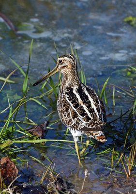Wilson's Snipe