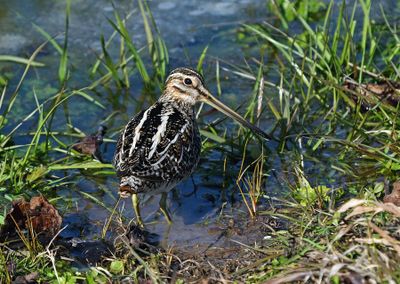 Wilson's Snipe